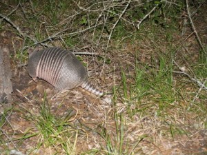 Armadillo In the campground - digging under a stump for grubs