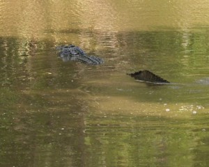 2011 - Brazos Bend State Park - Alligator
